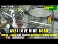 Download Lagu Aksi Love Bird RORO Jarang TERLIHAT Kini Masih MENDOMINASI FIGHTER DURASI