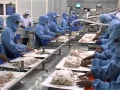 Shrimps Catching Peeling Processing by RF Part 3 m2p
