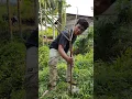 Download Lagu MIKAT BURUNG DI RUMAH ANGKER TERBENGKALAI DI DALAM HUTAN, MIKAT BURCIL DAPAT SIRTU, CIPOW