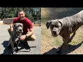 Download Lagu Tank fell out of the bed of a truck and his owner didn't want to pay for the surgery | Lee Asher