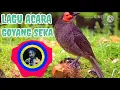Lagu LAGU ACARA TERBARU GOYANG SEKA🌷🍀
