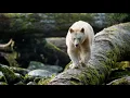 Great Bear Rainforest IMAX Trailer