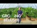 Jim Belushi Dancing Marijuana Plants GROWING BELUSHI