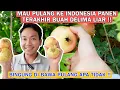 MAU PULANG KE INDONESIA PANEN BUAH DELIMA LIAR TERAKHIR!! BINGUNG DI BAWA PULANG APA TIDAK !!