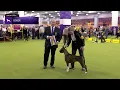 Boxers Breed Judging 2025