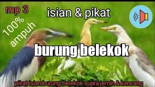 suara burung belekok