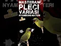 Download Lagu Masteran Pleci Variasi Nyambung Materi