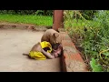 Download Lagu M.G, Cute puppy much playing to little princess Yoya