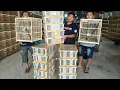 Download Lagu KIOS BURUNG PALING MURAH DAN VIRAL !!! READY BURUNG MURAI - CIBLEK - GLATIK - JALAK DLL