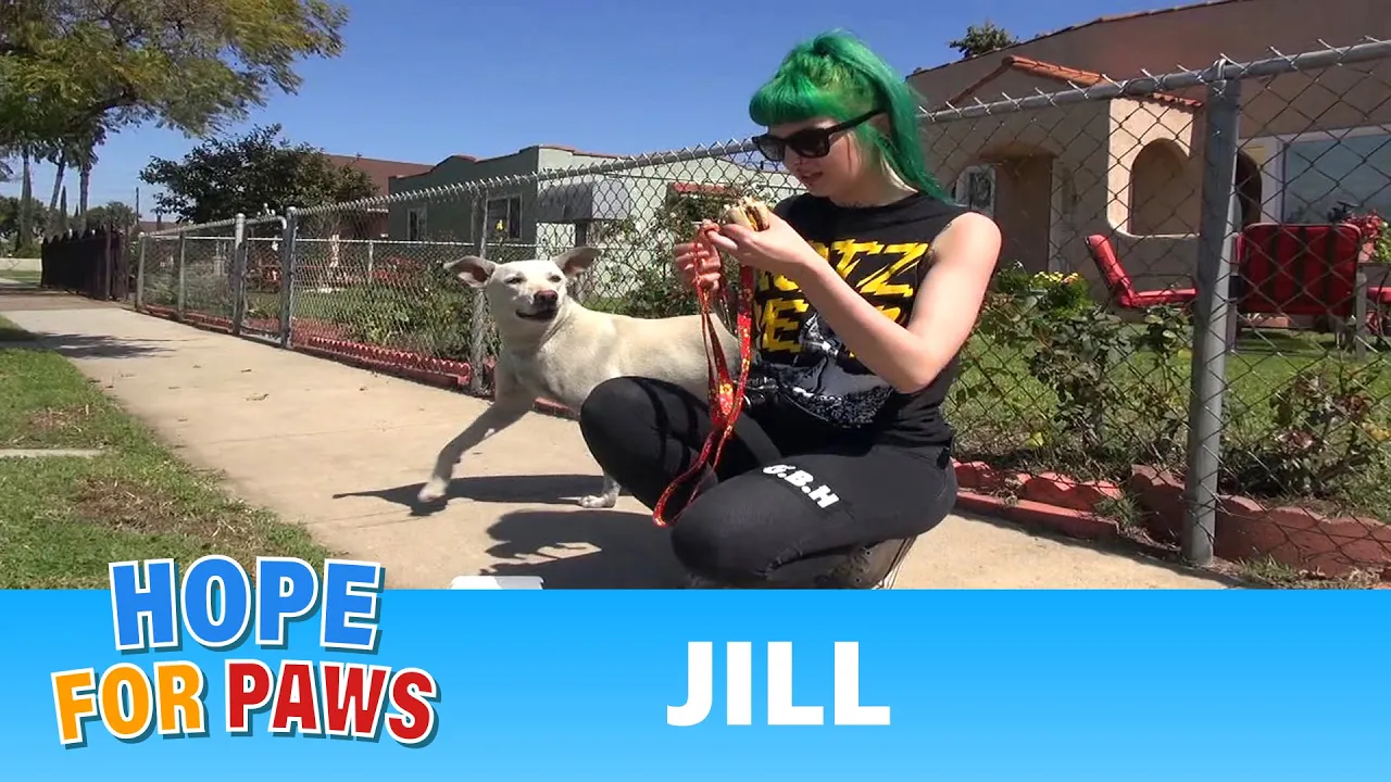 Abandoned dog, waiting for her owner to come back gets rescued - Please share! #story