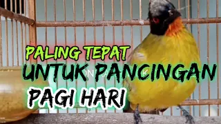 Download Kutilang Emas Gacor pagi hari//Untuk memancing burung kutilang Emas @ponirankwokchannel MP3
