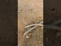 Download Lagu Cassava/ tapioca planting... White and red varieties.