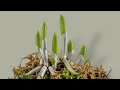 Download Lagu Knowing this secret, you can propagate any orchid! It's easy!
