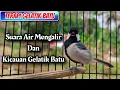 Download Lagu TERAPI GELATIK BATU | SUARA AIR MENGALIR DAN KICAUAN GELATIK BATU UNTUK MERANGSANG GB MACET