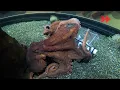 Puzzles with Percy the Giant Pacific Octopus