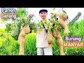 Download Lagu Panen Banyak || Sarang Burung Manyar / Burung Tempua...
