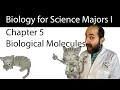 Chapter 5 - The Structure and Function of Large Biological Molecules