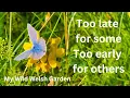 Download Lagu Collecting and sowing flower seeds from the wild