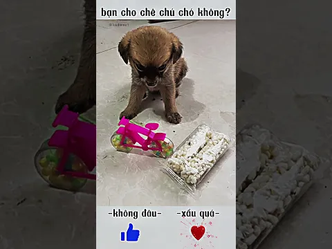 bạn có chê chú chó không