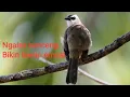 Lagu Pancingan burung trucukan suara jernih, ngebrem + ropelan panjang