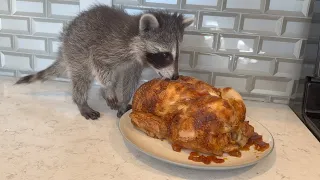 Baby raccoon learns how to eat real food! (how to ween a baby raccoon)
