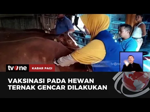Jelang Idul Adha Dinas Peternakan dan Pertanian Gencar Lakukan Vaksinasi Hewan Ternak
