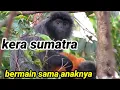 Download Lagu MONYET/KERA SUMATRA || HEWAN SUMATRA