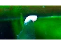 Breeding Axolotls - What do spermatophores look like Close up