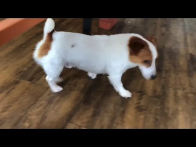 動画