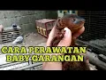 Download Lagu TIPS MERAWAT GARANGAN KECIL AGAR JINAK TOTAL