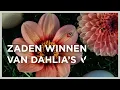 Download Lagu Zaden winnen van dahlia’s | dahlia’s zaaien voor de pluktuin I Angelo Dorny