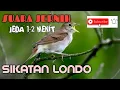 MASTERAN MURAI BATU SUARA BURUNG SIKATAN LONDO JEDA 1-2 MENIT