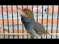 Download Lagu Suara PIKAT Burung Prenjak KLAWU GACOR Paling AMPUH Bikin Pernjak Liaran Langsung NYAUT EMOSI Bunyi
