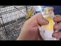 Download Lagu Wow mengerikan mengejutkan masa semua jenis burung kita cuci gudang murah meriah
