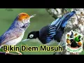 Download Lagu Masteran Tembakan Bikin diem Musuh #rambatan #prejakbetina #jangkrik