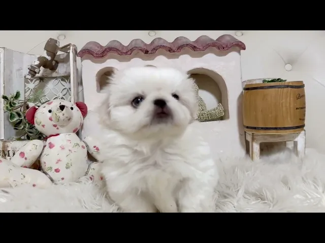 動画