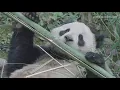 Yun Chuan and Xin Bao Here s a look at the giant pandas favorite food