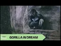 GORILLAS dream meaning When majestic creatures embody resilience