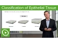 Classification of Epithelial Tissue - Histology Lecturio