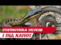 Download Lagu НАШЕСТЯ ЗМІЙ в Україні: ховаються у ДОМІВКАХ та під КАПОТАМИ | Як діяти під час УКУСУ