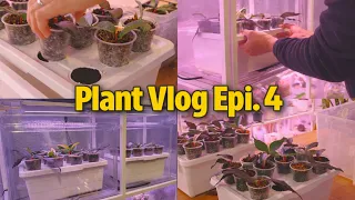 Silent Plant Vlog Ep.4 | My Self-Watering Setup + UPDATES on Hoya Propagations