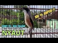 Download Lagu burung cendet gacor FULL ISIAN KASAR,, buat PANCINGAN CENDET AGAR BUNYI jadikan BURUNG PENTET GACOR