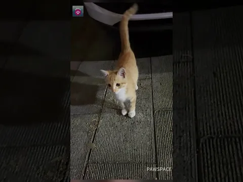 Feeding a cute stray kitten #cat #kitten