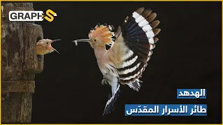 الهدهد مبعوث الأنبياء الخاص والطائر العجيب خ لقا وخ ل قا ويحمل أسرارا لا يعرفها كثيرون 