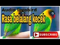 Lagu Lovebird isian walang kecek