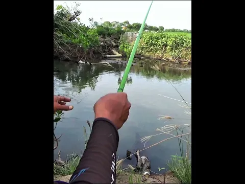 Ketemu spot muara belakang rumah warga  #shortvideo #mancing #asalmancing