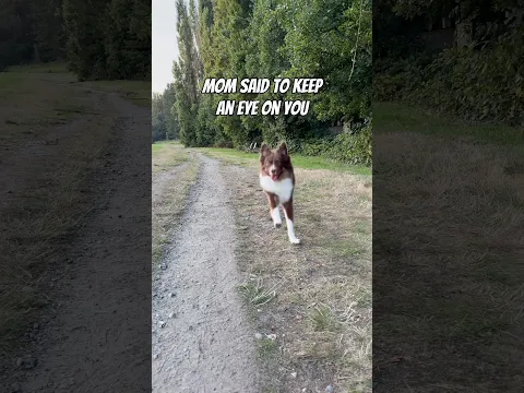 One day Almond will have to make “have you seen my hooman” fliers