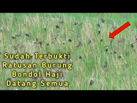 Download MP3 SUARA PIKAT Memanggil Burung Emprit Bondol Kaji Koloni