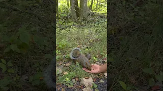 تور قبیله تقدیم میکند سفر به باغ راهبگان در منطقه سرخپوستی کاواناکی کبک کانادا 