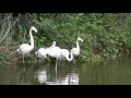 Download Lagu Flamingo's in het Faunapark Flakkee